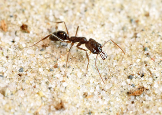 Illustration for article titled To Escape Predators, Trap-Jaw Ants Turn Their Face Into Pogo Sticks
